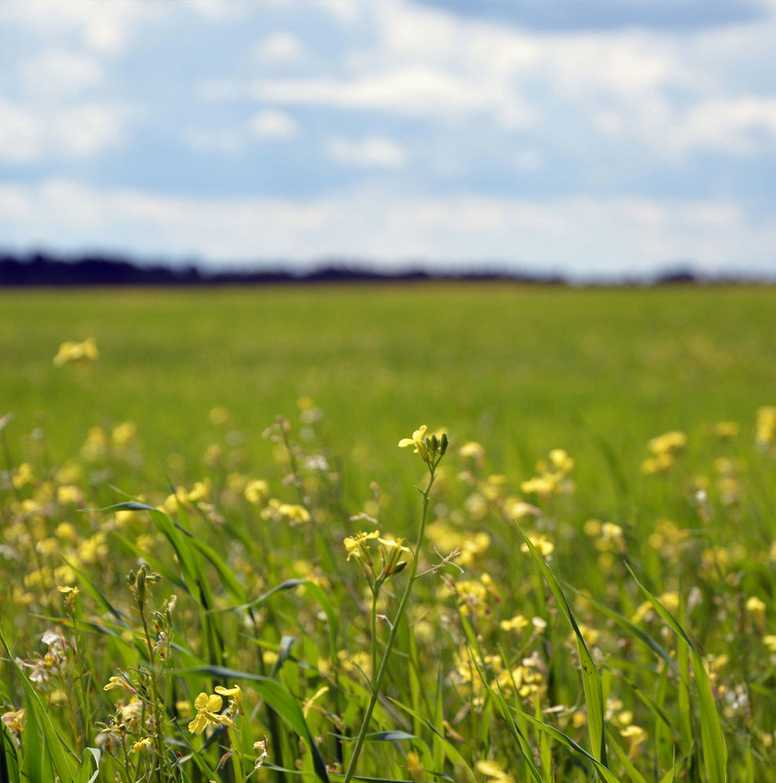 Natural Remedy for Hay Fever: A Traditional Persian Medicine Guide to Hay Fever Relief