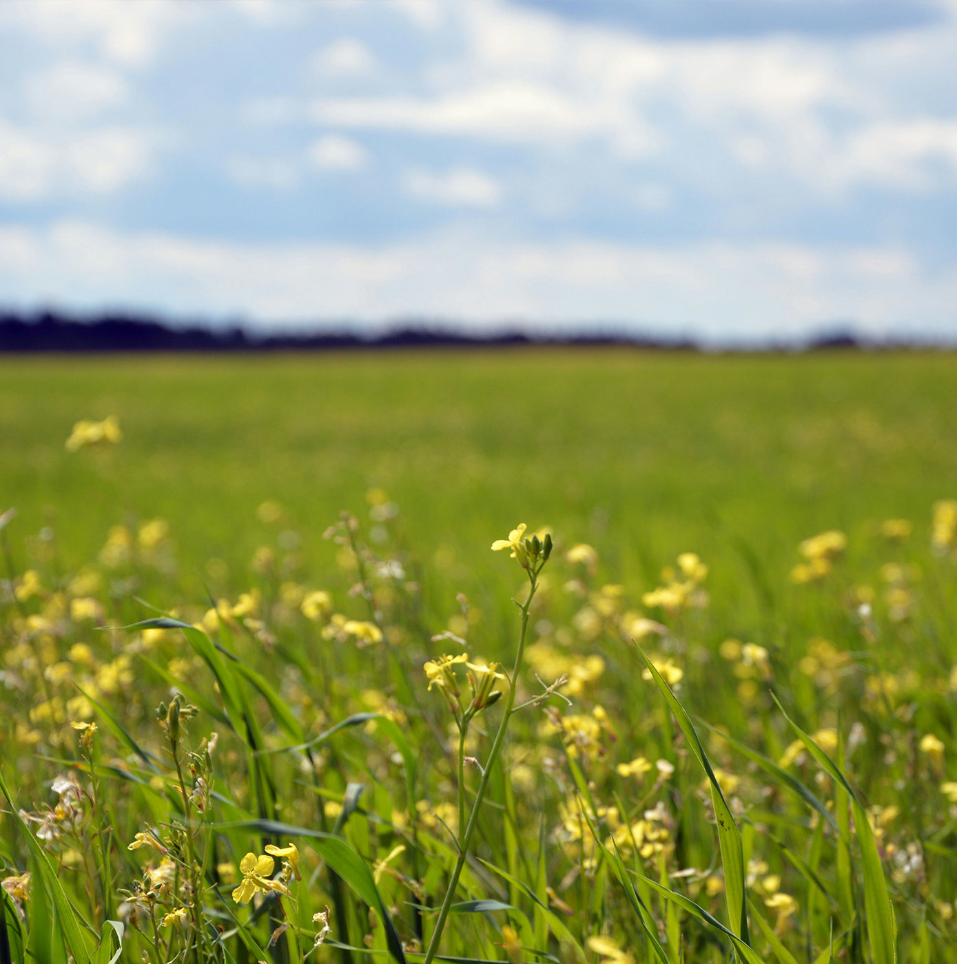 Natural Remedy for Hay Fever: A Traditional Persian Medicine Guide to Hay Fever Relief
